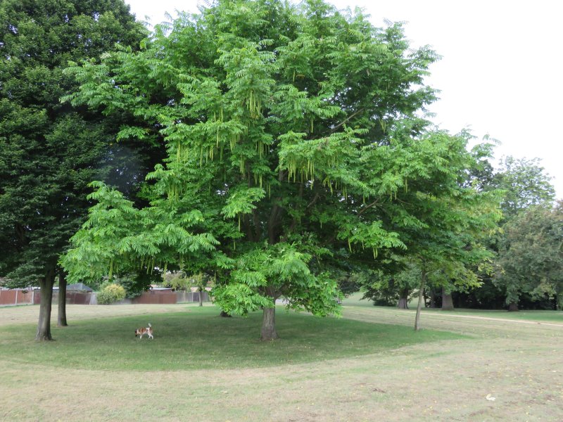 Cuddington Recreation Ground